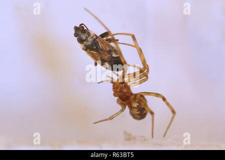 Araignée et proies Banque D'Images