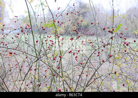 Hanches bush avec les baies mûres. Les baies d'un dogrose sur un buisson. Fruits de roses sauvages. Dogrose épineux. Red rose hips. Banque D'Images