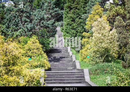 Les plantes dans l'arboretum près de l'escalier en pierre. Banque D'Images