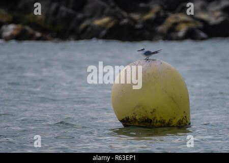 Sterne arctique (juvénile) reposant sur une bouée jaune Banque D'Images