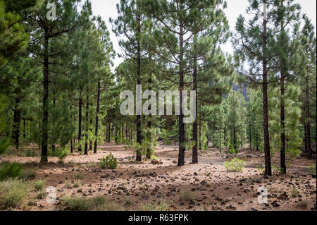 Forêt de cône à Chinyero route de trekking circulaire, Tenerife Banque D'Images