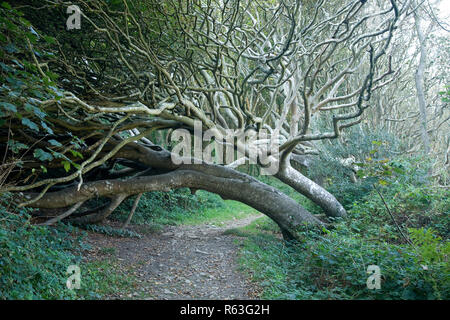 Hêtre (Fagus sylvatica) courbés par le vent, côte sud de l'angleterre Banque D'Images