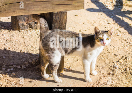 Chat dans l'avant de la cabane de pêche Banque D'Images