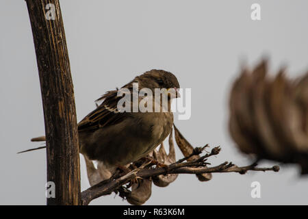 Twite perché sur une petite branche dans Jour de vent. Banque D'Images