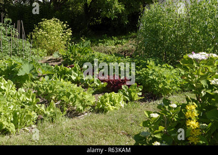 De plus en plus dans le jardin de légumes (salades, haricots verts, pois appuyée par des cannes, des plantes de tomates, courgettes, persil). Banque D'Images
