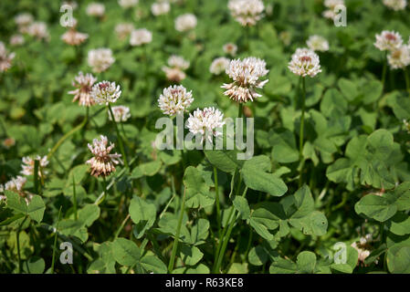 Trifolium repens close up Banque D'Images