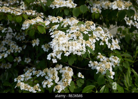 Viburnum plicatum branche avec fleurs Banque D'Images