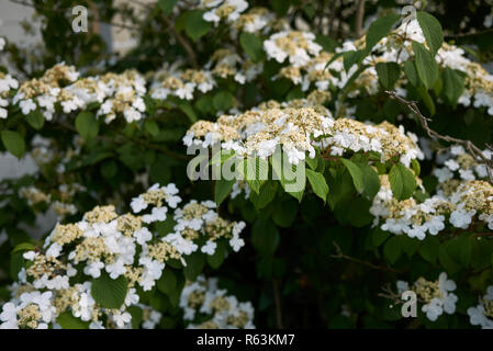 Viburnum plicatum branche avec fleurs Banque D'Images