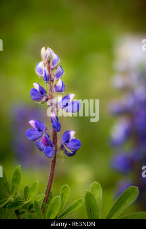 Mauve attrayants le lupin (Lupinus) sur jardin Banque D'Images