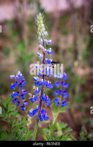 Bourdon (Bombus) et qui se nourrit d'une coccinelle purple lupin (Lupinus) Banque D'Images