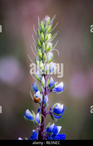 Qui se nourrit d'une coccinelle purple lupin (Lupinus) Banque D'Images