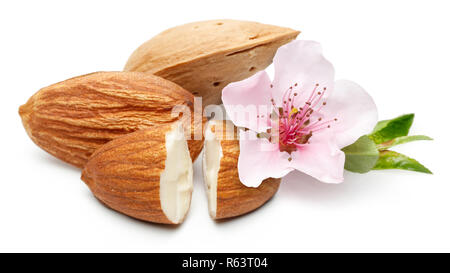 Amandes avec fleur et feuilles isolées sur fond blanc. Macro, studio shot. Banque D'Images