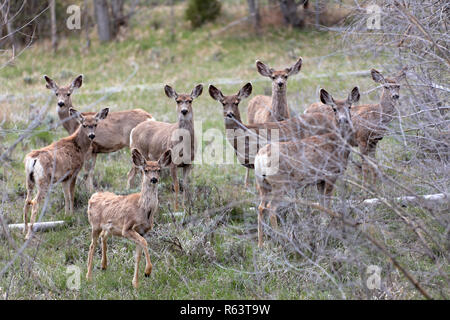 Un pack de chevreuils près de Black Hawk, Colorado, USA Banque D'Images