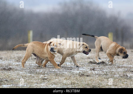 Trois brown trois mois Ca de Bou) Dogue majorquin (chiens chiot mâle jouant à l'extérieur Banque D'Images