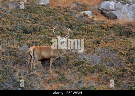 Red Deer Stag en l'Ecosse Montagnes Torridon Banque D'Images