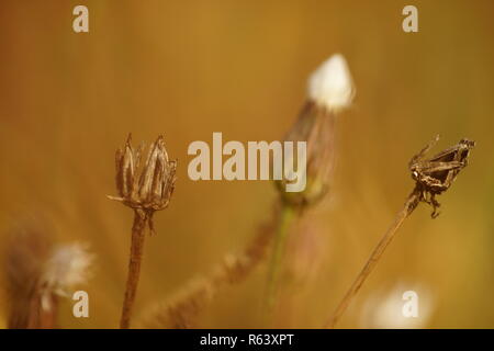 Les pissenlits à sec dans le domaine, macro close up. Banque D'Images