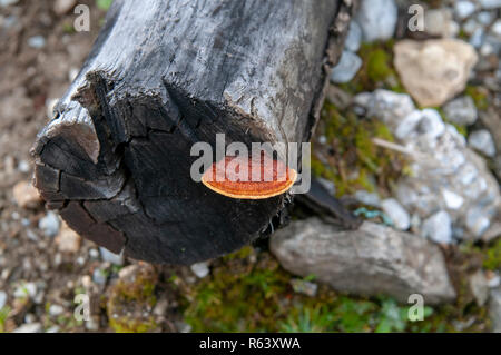 Champignon pousse sur un tronc d'arbre en décomposition. Photographié à Stubaital, Tyrol, Autriche en Septembre Banque D'Images