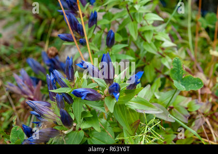 Les Gentianes (Gentiana acaulis trompette) dans une prairie de montagne. Photographié à Stubaital, Tyrol, Autriche en Septembre Banque D'Images