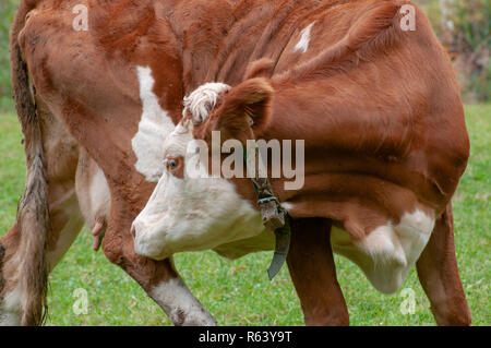 Brown Cow tyrolien sans cornes paissant dans un alpage, vallée de Stubai, dans le Tyrol, Autriche Banque D'Images