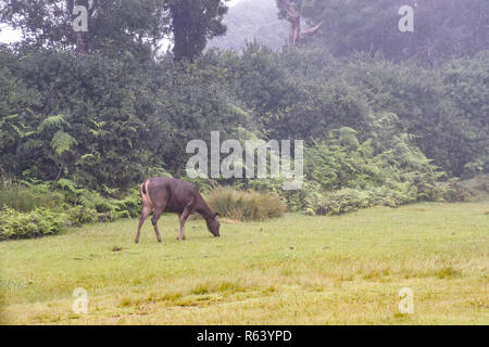 M. Hirsche a im Hortons Plains Nationalpark auf Sri Lanka Banque D'Images