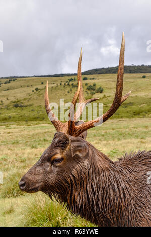 M. Hirsche a im Hortons Plains Nationalpark auf Sri Lanka Banque D'Images