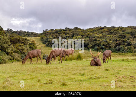 M. Hirsche a im Hortons Plains Nationalpark auf Sri Lanka Banque D'Images