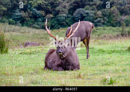 M. Hirsche a im Hortons Plains Nationalpark auf Sri Lanka Banque D'Images