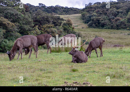 M. Hirsche a im Hortons Plains Nationalpark auf Sri Lanka Banque D'Images