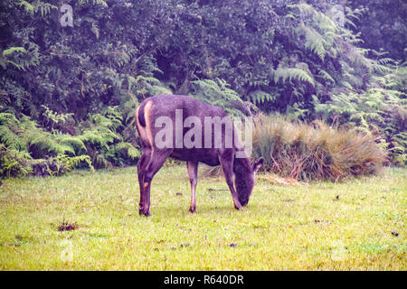 M. Hirsche a im Hortons Plains Nationalpark auf Sri Lanka Banque D'Images