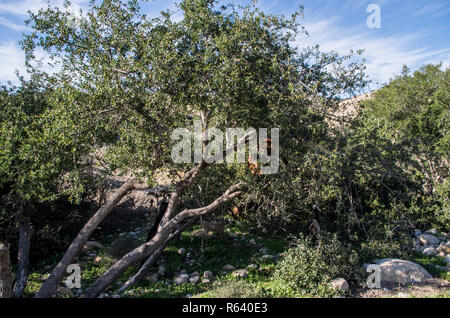 Les chèvres en arbre dans le Maroc. Banque D'Images