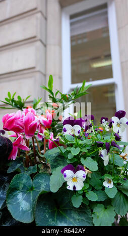 Plante Jardin de pansy, cyclamen, poivre et ornementales en face d'un mur blanc beige avec châssis de fenêtre Banque D'Images