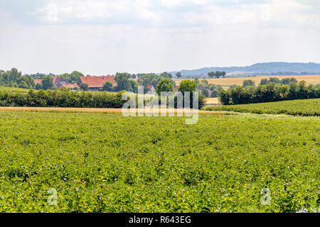 Paysage agricole dans la région de hohenlohe Banque D'Images