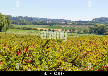 Paysage agricole dans la région de hohenlohe Banque D'Images