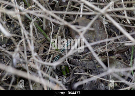 Couleuvre à collier (Natrix natrix) cachés dans les mauvaises herbes et bramble Banque D'Images