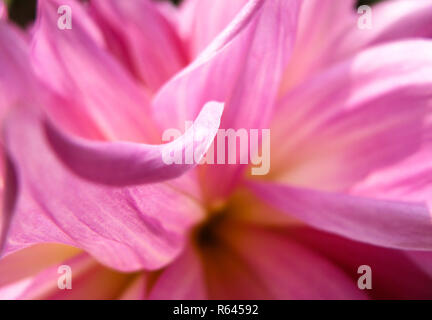 Cette photo est un abrégé de pétales de dahlia en gros plan extrême dans un jardin à Delhi, Inde Banque D'Images