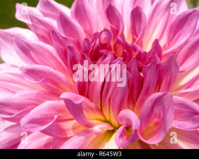 Cette photo est un abrégé de pétales de dahlia en gros plan extrême dans un jardin à Delhi Banque D'Images