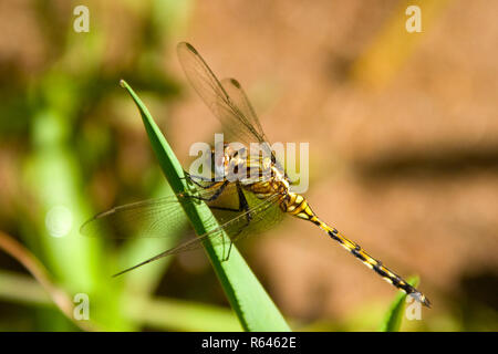 La femelle est un vert jaune terne plus subtil comparé au rouge brillant du mâle Red-veinée Dropwing Dragonfly Banque D'Images