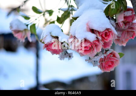 Un bouquet de roses en plastique recouvert de neige après les chutes de neige fraîche à Kufri, Shimla, Himachal Pradesh. Banque D'Images