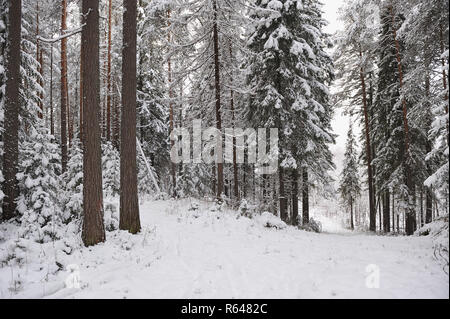 La fin de l'automne dans la forêt après la chute de neige. Les arbres sont couverts de neige lourde. Banque D'Images