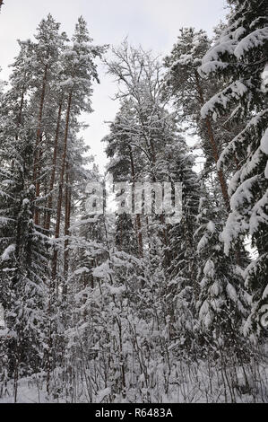 La fin de l'automne dans la forêt après la chute de neige. Les arbres sont couverts de neige lourde. Banque D'Images