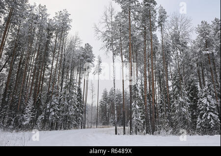 Les arbres sont couverts de neige lourde. Ligne à haute tension dans la forêt dans l'un des jours de gel. Banque D'Images