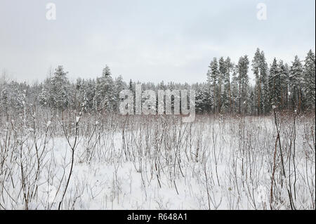 La fin de l'automne dans la forêt après la chute de neige. Les arbres sont couverts de neige lourde. Banque D'Images