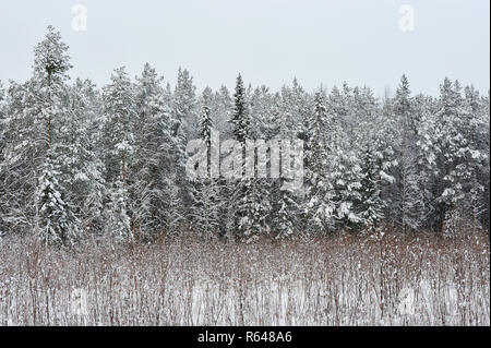 La fin de l'automne dans la forêt après la chute de neige. Les arbres sont couverts de neige lourde. La ligne électrique est exécuté en arrière-plan en face de l'arbre. Banque D'Images