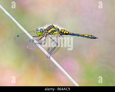 Une libellule dard noir Banque D'Images