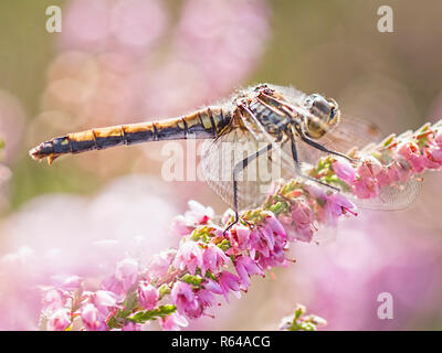 Dard noir entouré de fleurs rose Heather Banque D'Images