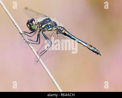 Profil de dard noir mâle Banque D'Images