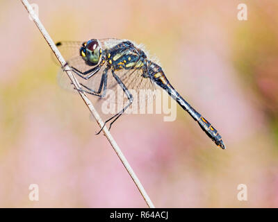 Le dard noir Banque D'Images