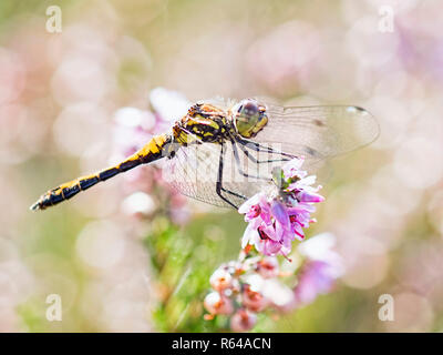 Un dragongly dard noir illuminé par le soleil et la floraison rose Heather Banque D'Images