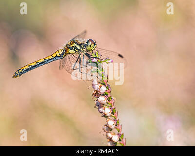 Dard noir sur la bruyère Banque D'Images