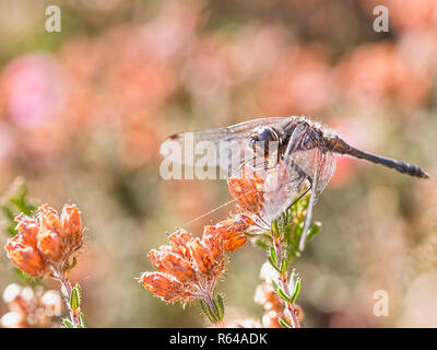 Dard noir sur la floraison Heather Banque D'Images